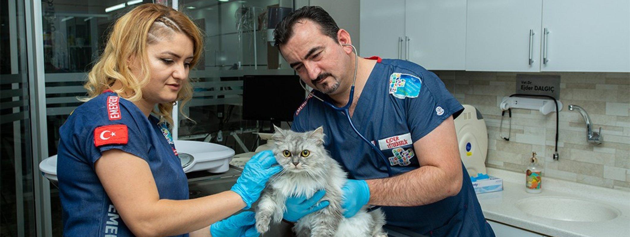 Türkiye'nin En İyi Veterinerleri 2026 Hepsini Sizin İçin Derledik - görsel-15