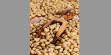 Çam Fıstığı Fiyatı